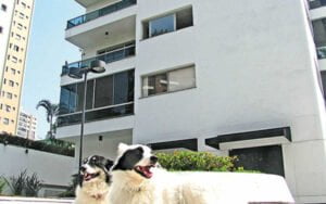 Cachorros em condominio