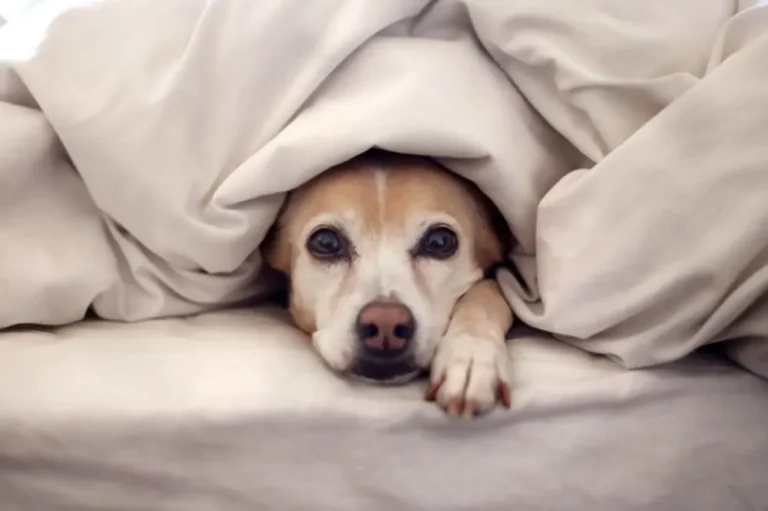 Como Proteger Seu Pet nos Dias Frios: Dicas Essenciais para o Bem-Estar do Seu Melhor Amigo